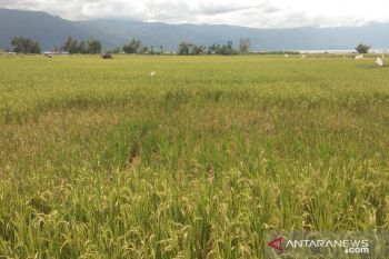 Diserang hama, produksi padi Agam berkurang 6.283 ton pada 2021