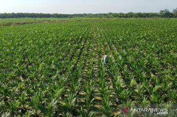 4.167 petani borong bibit sawit unggulan PTPN V