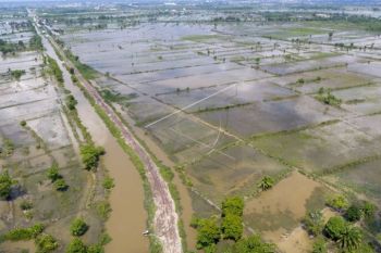 2.773 hektare sawah di Kabupaten OKI terancam gagal panen