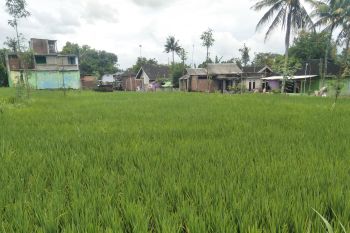 Polda NTB berikan perhatian persoalan pupuk bersubsidi untuk petani