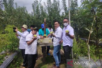 Rejang Lebong siap mengembangkan tanaman apel