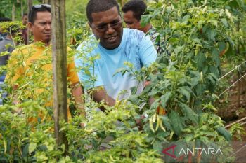 Biak dorong kampung Suneri jadi agromina wisata