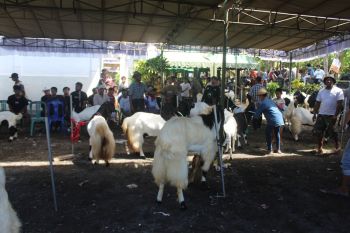 Kontes Kambing di Lombok Tengah tingkatkan harga jual