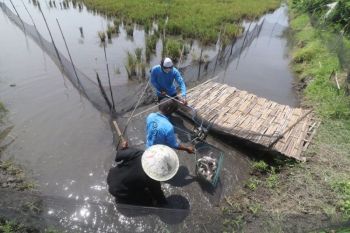 Peneliti ICRAF munculkan model bisnis unggulan untuk desa gambut Sumsel