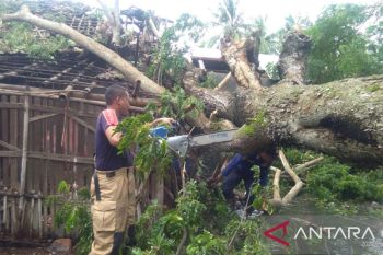 Sejumlah pohon tumbang diterpa hujan angin di Wonosobo