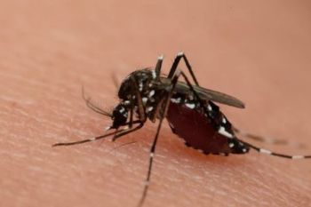 Wisatawan perlu waspadai virus Oropouche di destinasi ini