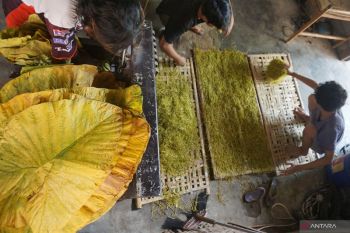 Daun Talas Rajang Bahan Baku Rokok Herbal