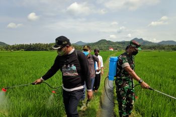 Pemkab Kulon Progo lakukan gerakan pengendalian OPT di Temon