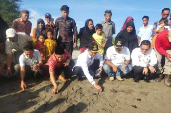 Jaga keanekaragaman laut, seratus ekor tukik dilepas di Pantai Maligi Pasaman Barat