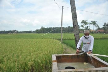 Produktivitas sawah Sumsel meningkat menjadi 5,2 ton GKG per hektare