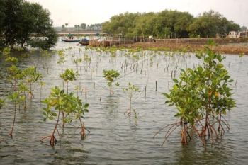 Forum DAS Sumsel ingatkan untuk jaga kawasan magrove di OKI dan Banyuasin