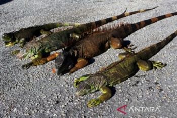 Suhu di Florida Amerika Serikat sangat dingin, iguana berjatuhan dari pohon