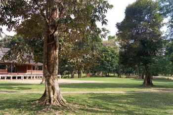 Pohon tumbuh 'berangkulan' jadi daya tarik baru di Candi Muara Jambi