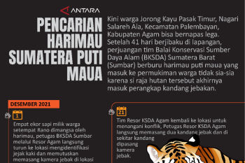 PENCARIAN HARIMAU SUMATERA PUTI MAUA