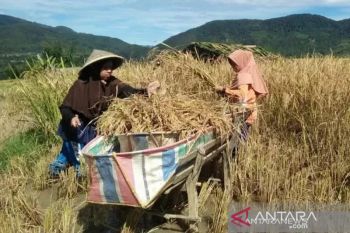 Dinas Pertanian Solok kembangkan beras Solok untuk kestabilan produksi