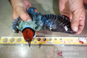 Yayasan Komiu Sulteng  temukan 30 jenis burung berstatus dilindungi