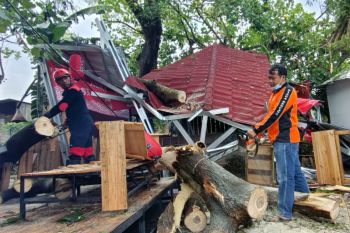Belasan pohon di Bantul tumbang terdampak angin kencang