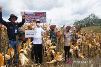Wakil Bupati Barut panen jagung  di Desa Benangin I