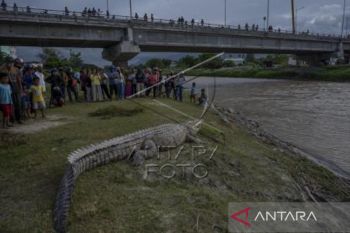 Buaya Liar Tarik Perhatian Warga
