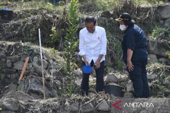 Presiden Jokowi menanam macadamia bersama masyarakat Desa Simangulampe