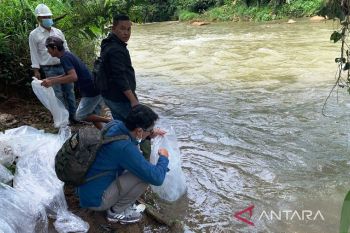 PT KSI tebar 50 ribu bibit ikan gariang di Sungai Jujuhan