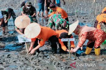 Basarnas Kendari tanam 1.000 bibit mangrove untuk cegah abrasi