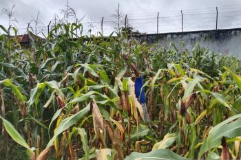 WBP di  Lapas Atambua siap panen jagung