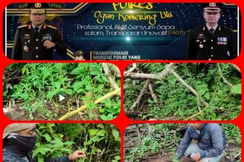 Polisi temukan tanaman ganja  di kebun warga di OKU
