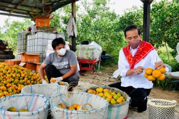Presiden minta adanya pendampingan sentra produksi jeruk Kabupaten Karo