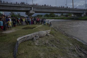 Buaya Liar Tarik Perhatian Warga