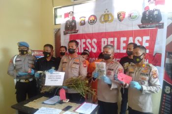 Polres OKU buru  pemilik kebun ganja