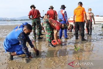 Basarnas tanam 100 anak mangrove di pesisir pantai Ambon
