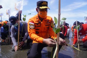 Basarnas Mamuju lakukan aksi penanaman 1.000 bibit mangrove