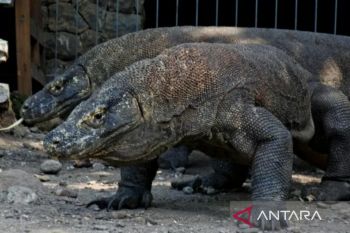 NTT siapkan kapal dukung patroli pengamanan TN Komodo