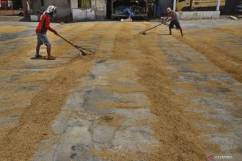 Mitigasi dan adaptasi perubahan iklim mendukung ketahanan pangan