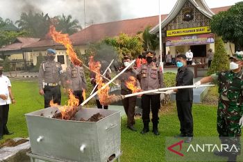 Polres Pasaman Barat musnahkan barang bukti 30 kilogram daun ganja