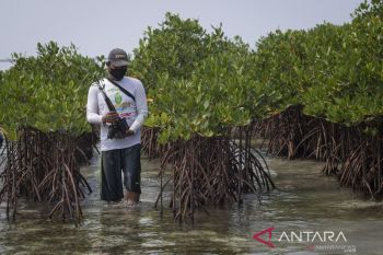 Tahukah anda, ada tiga pulau di Riau alami abrasi tinggi