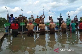 20 ribu bibit mangrove ditanam  saat acara puncak HPN 2022