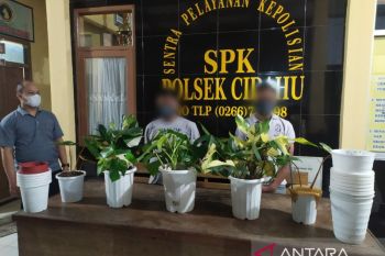 Polisi tangkap dua pencuri spesialis tanaman hias senilai ratusan juta rupiah