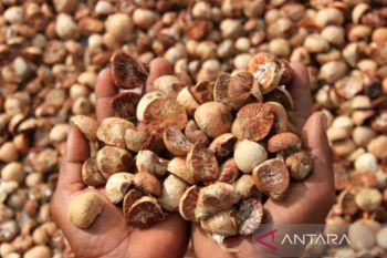 Mengenal Jenis Pinang di Aceh, Harga dan Lokasi Penjualan