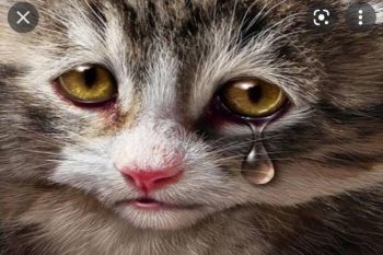 PN Tulungagung Jawa Timur vonis penganiaya kucing tiga bulan penjara