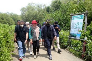 Ketika Cilacap "berguru" pengelolaan mangrove di Karangsong