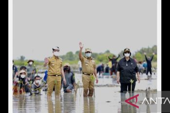 Rehabilitasi Mangrove di Kaltara akan Dikucurkan Dana Rp95 Miliar