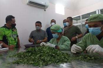 Pemkot Palu  dukung pengembangan pabrik kelor pertama di Asia Tenggara