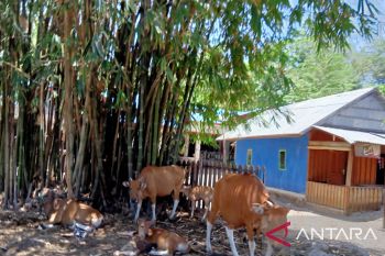 BKKBN : Rumah layak huni di Sulsel capai 90,57 persen