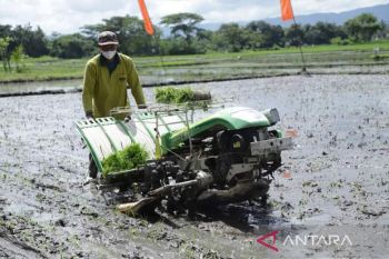 DIY yakini gerakan IP Padi 400 Kementan mampu meningkatkan produksi padi