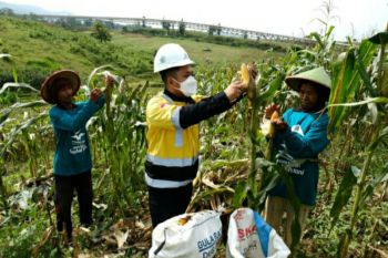 Semen Gresik dan petani panen buah di area Pabrik Rembang