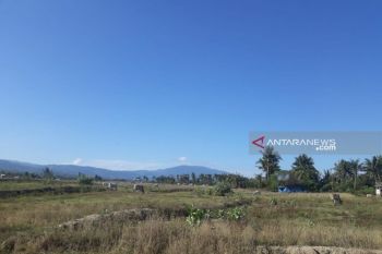6.000 hektare lahan pertanian di Sigi alami kekeringan