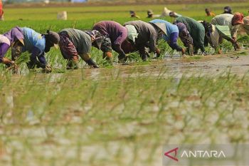 Menteri PPN Suharso Monoarfa sebut indikator kesejahteraan petani 2021 lampaui target