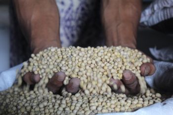 Harga kedelai di Lampung naik jadi Rp12.000 per kilogram